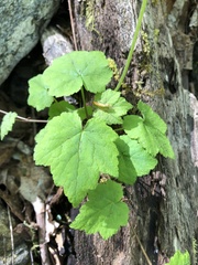 Tiarella austrina