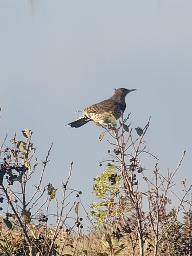 Northern Flicker