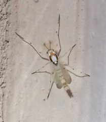 Coelotanypus concinnus