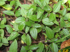 Philoglossa mimuloides