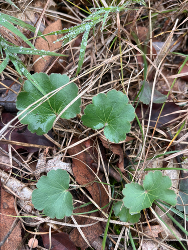 Heuchera richardsonii, photograph 2