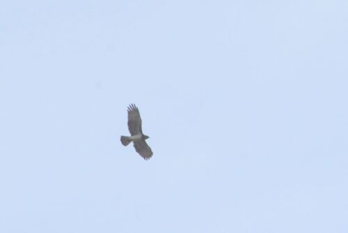 Short-toed Snake-Eagle