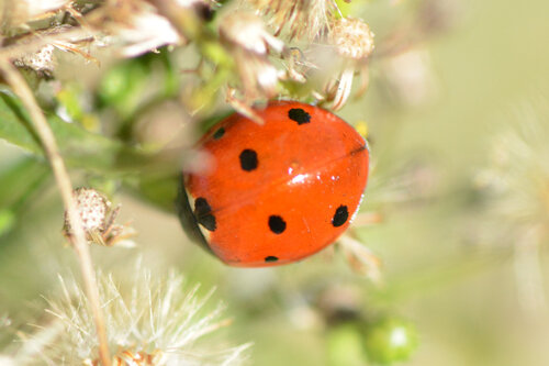 Seven-spotted Lady Beetle
