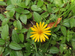 Philoglossa mimuloides