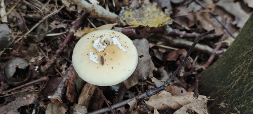 Amanita junquillea — (c) Michel Langeveld, some rights reserved (CC BY)