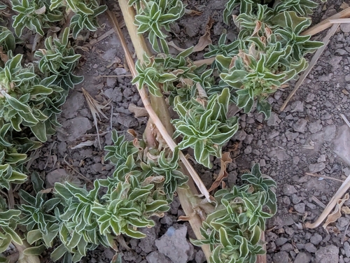 procumbent pigweed
