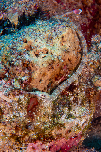Corythoichthys schultzi observed 2026-09-18