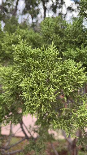 Juniperus monosperma, photograph 4