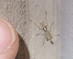Coelotanypus concinnus