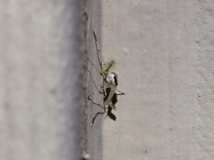 Coelotanypus concinnus