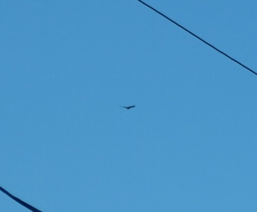 Turkey Vulture