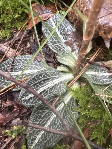downy rattlesnake plantain