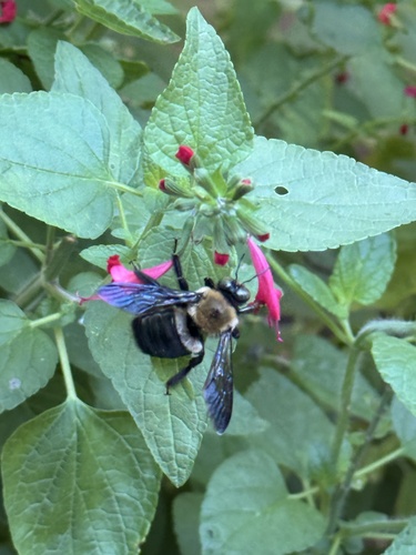 Eastern Carpenter Bee