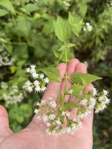 white snakeroot