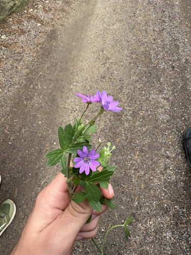 Hedgerow Crane's-bill