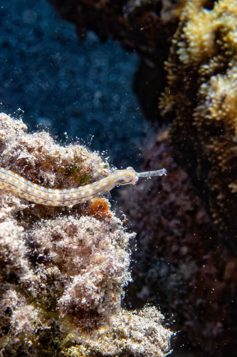 Corythoichthys schultzi observed 2026-09-18