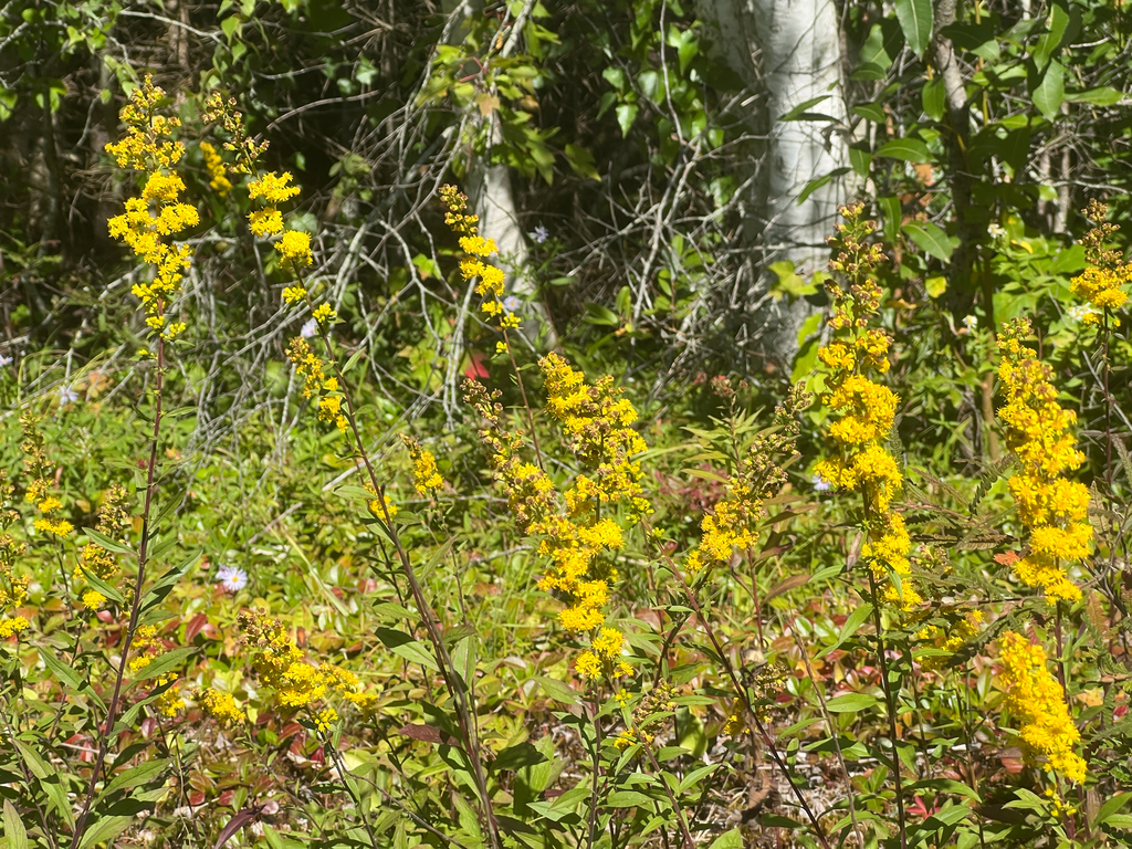 Solidago puberula; photograph (c) Ian Manning, some rights reserved (CC BY)