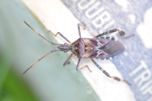 Western Conifer Seed Bug