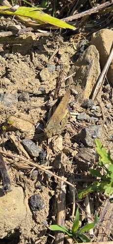 Carolina Grasshopper