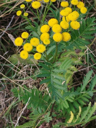 tansy