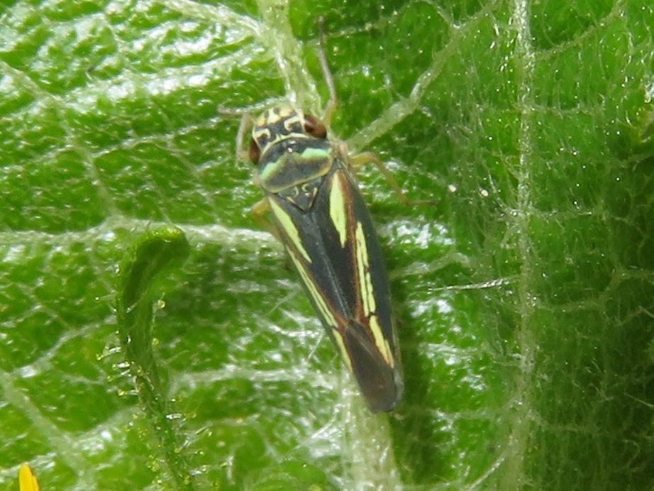Borogonalia impressifrons