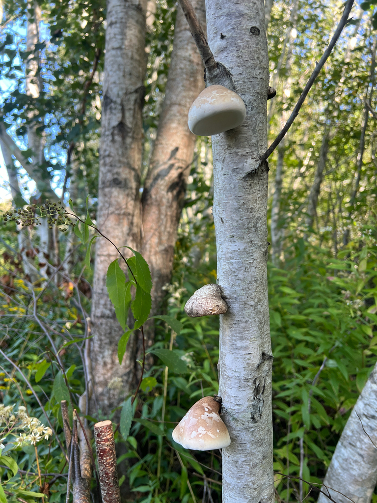 birch polypore · September 2026 · photo: Photo: (c) Ian Manning, some rights reserved (CC BY) · iNaturalist