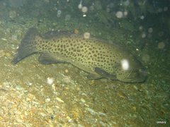 Epinephelus andersoni