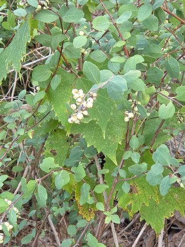 Western Snowberry