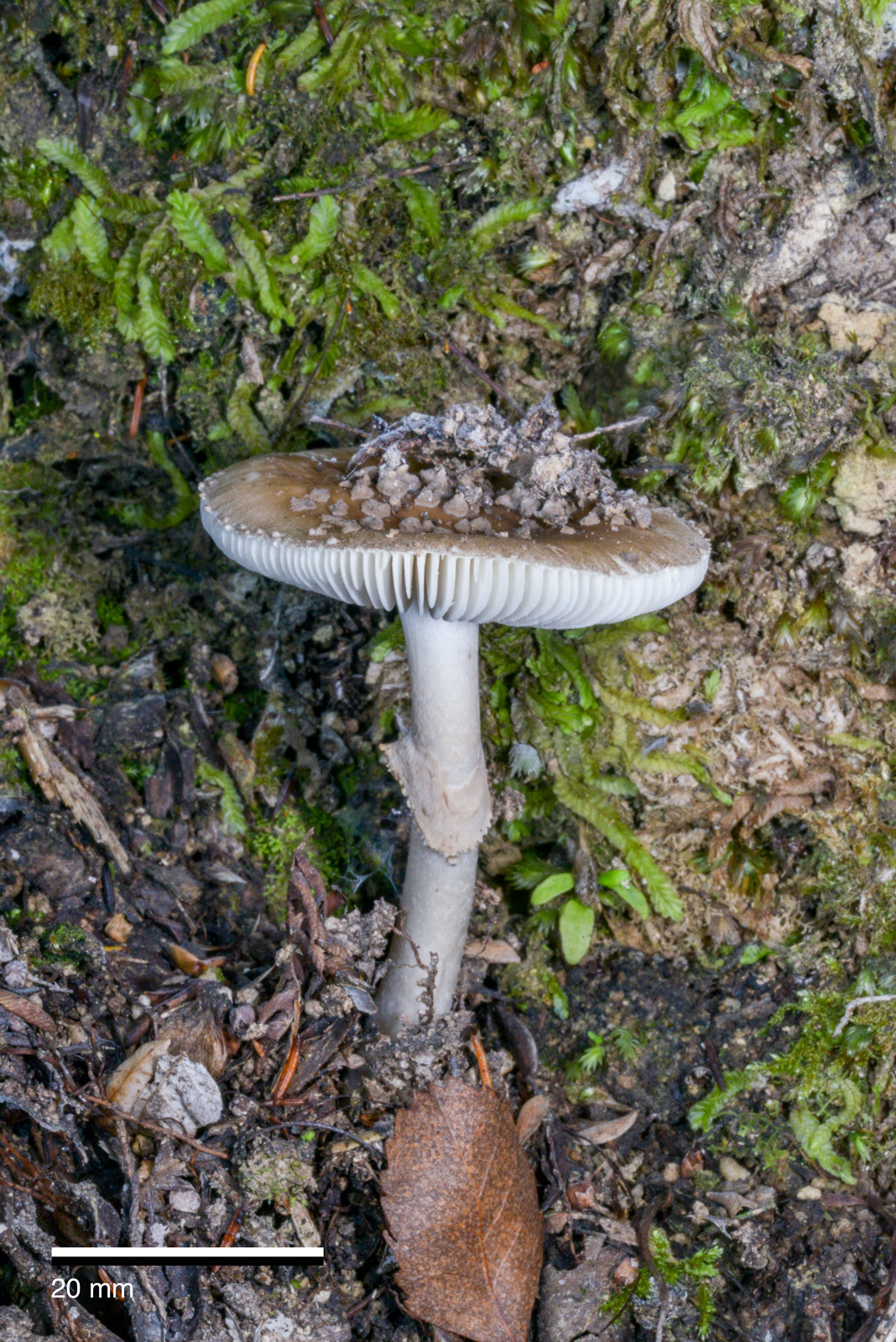 Amanita australis image