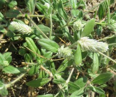 Gomphrena serrata, photograph (c) Linda Jo Conn, some rights reserved (CC BY)