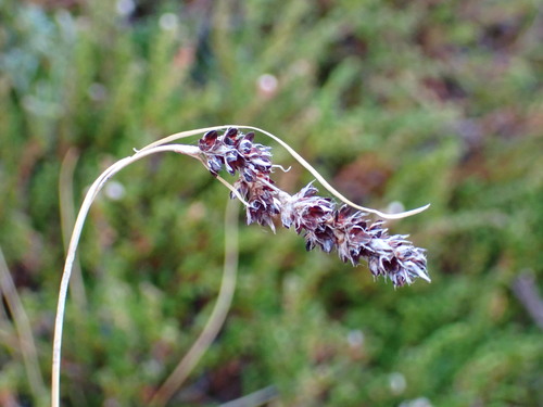 Luzula spicata