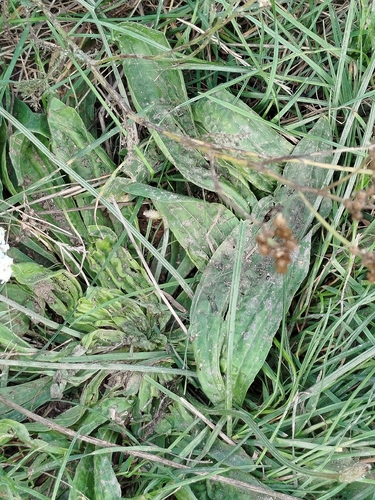 ribwort plantain