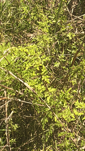 Japanese climbing fern