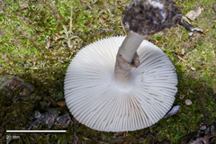 Amanita australis