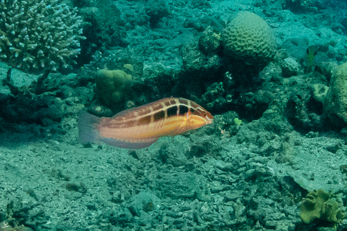 Coris caudimacula observed 2026-09-19