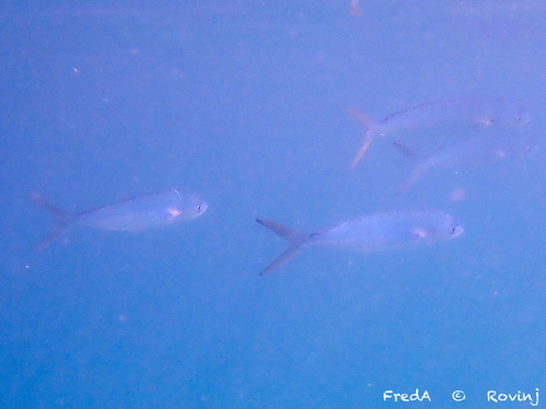 Common Dolphinfish
