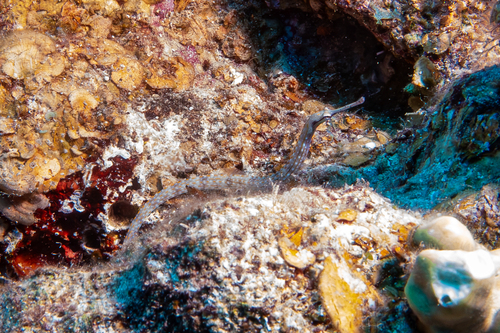 Corythoichthys schultzi observed 2026-09-19