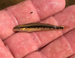 Percina nigrofasciata