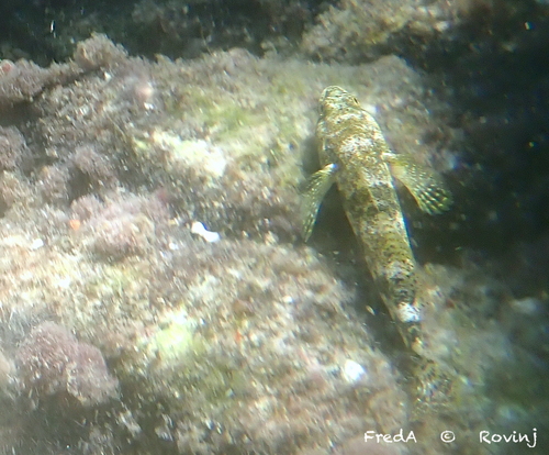 Giant Goby