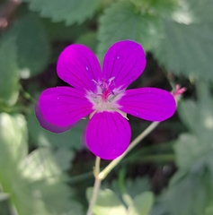 Geranium palustre, photograph (c) Markus Krieger, some rights reserved (CC BY)