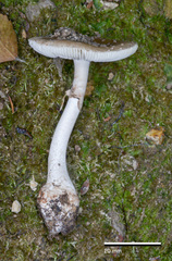 Amanita australis