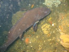 Umbrina ronchus