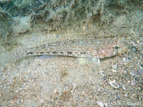 Slender Goby