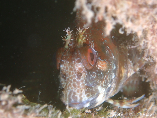 Tompot Blenny
