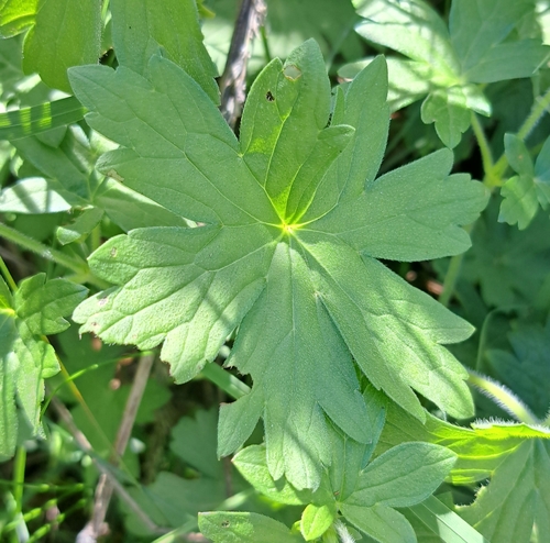 Geranium palustre, photograph 6