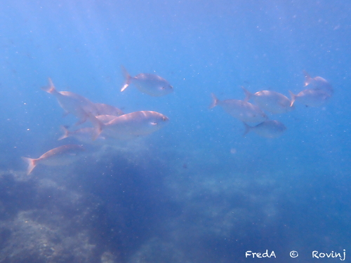 Salema Porgy