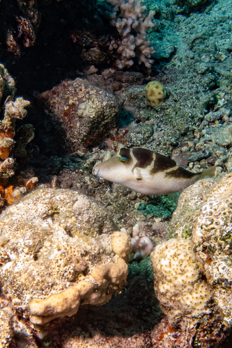 Canthigaster cyanospilota observed 2026-09-19