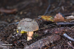 Russula tricholomopsis