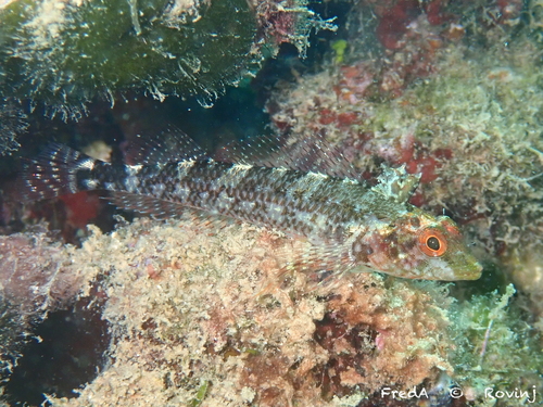 Black-faced Blenny