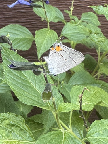 Gray Hairstreak